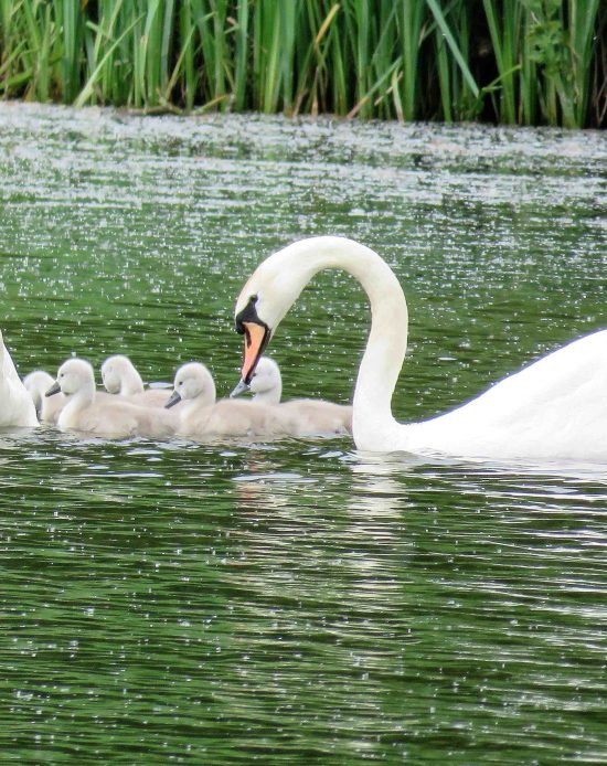 8-swans 8-swans